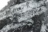 Large, Fossil Seed Fern (Alethopteris) Plate - Pennsylvania #280499-1
